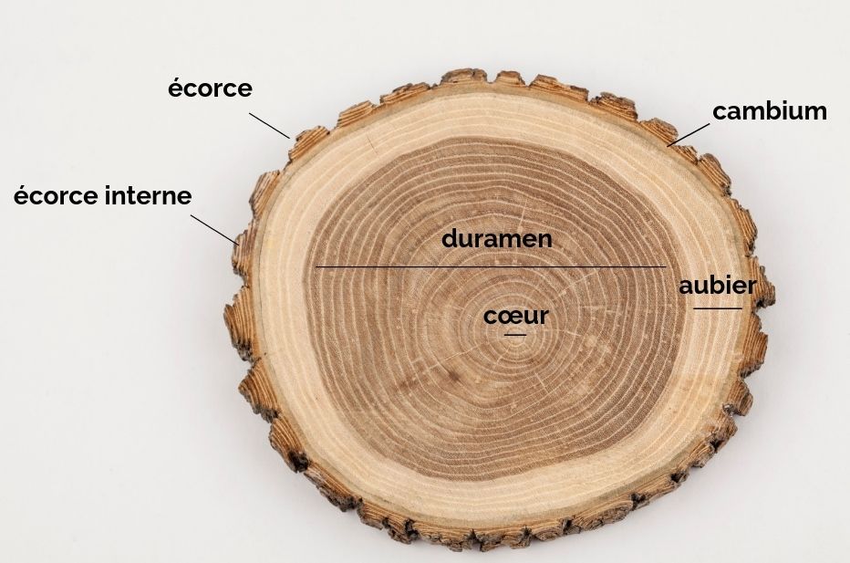 Image représentant les différentes parties de l'arbre. 