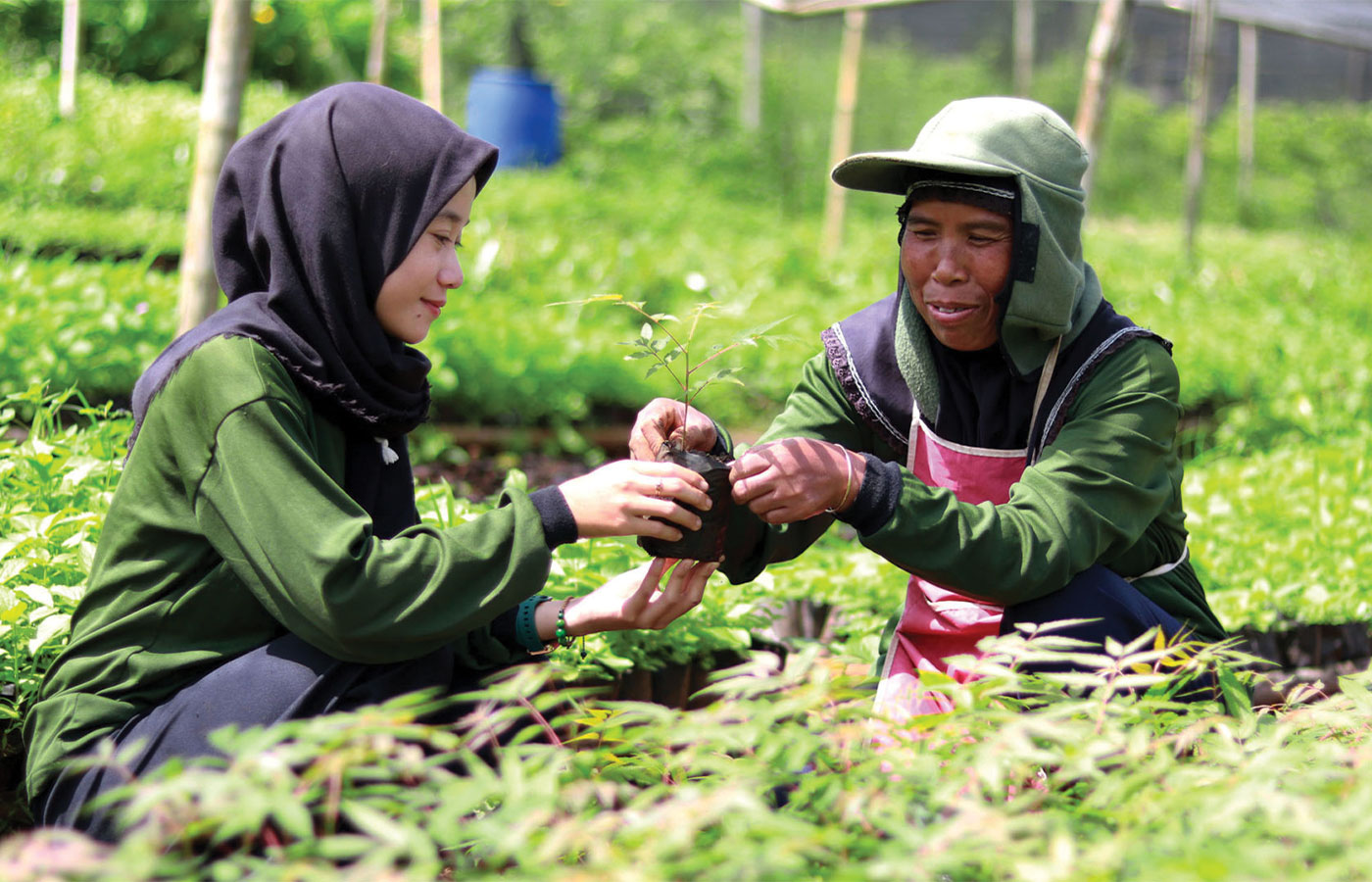 Projet de reforestation à Java : L'engagement écologique de Jarditeck