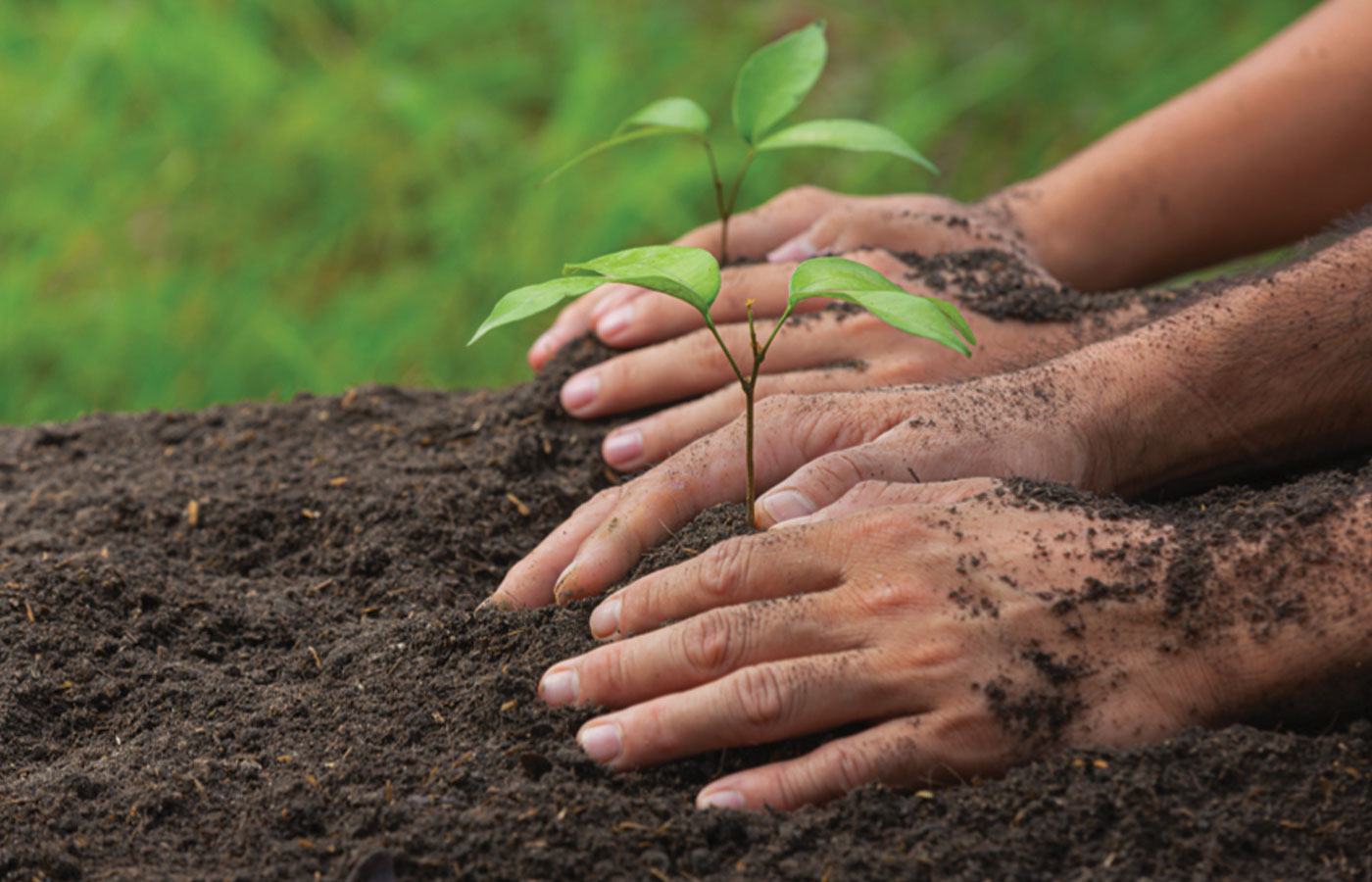 Projet de reforestation à Java : L'engagement écologique de Jarditeck